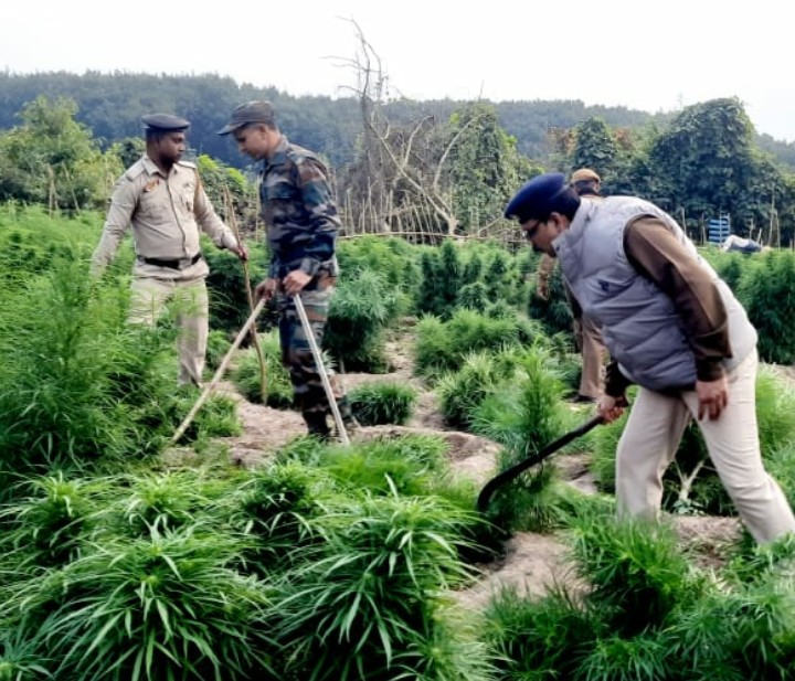 বিস্তর পরিমাণে গাঁজা বাগিচা ধ্বংস করল যাত্রাপুর থানার পুলিশ